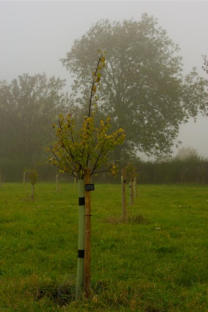 The Village Orchard One Year After the First Planting