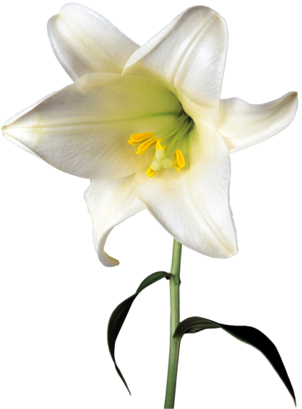 Daffodil