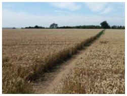 Aston Abbotts field