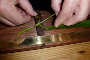 The winning entry measures up at a whopping 18 and one eighth inches!