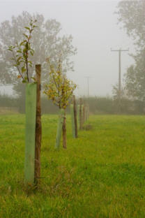 The Village Orchard One Year After the First Planting