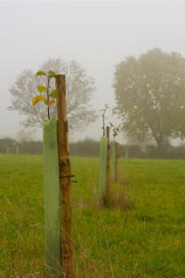The Village Orchard One Year After the First Planting