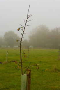The Village Orchard One Year After the First Planting