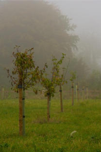 The Village Orchard One Year After the First Planting