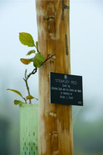 The Village Orchard One Year After the First Planting