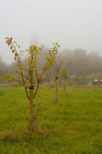The Village Orchard One Year After the First Planting